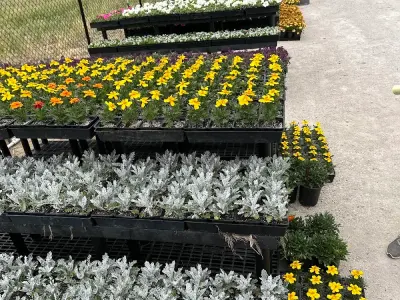 Adam Hall's Plant Nursery business photo